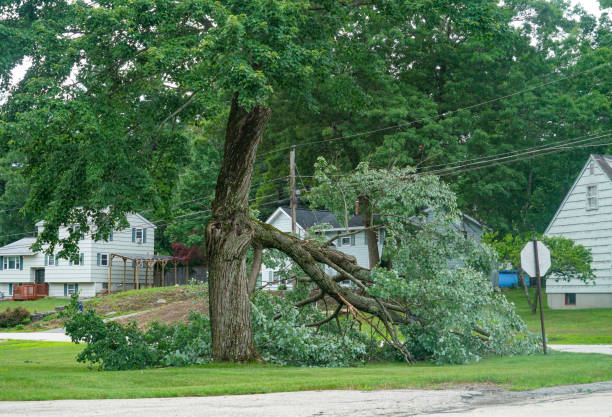 Best Lot and Land Clearing  in Nashville, GA